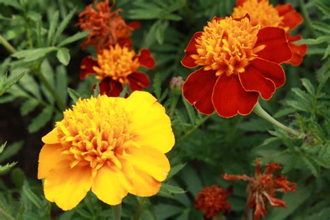 Reminiscent of magnolia leaves, the handsome leaves are thick, paddle-like, dull green above, olive green underneath, 3-6 in. . Marigold leafly